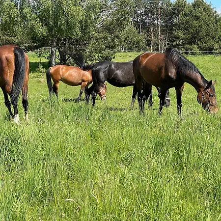 Lesny Zakatek Z Klimatyzacja * Wielki Bartel