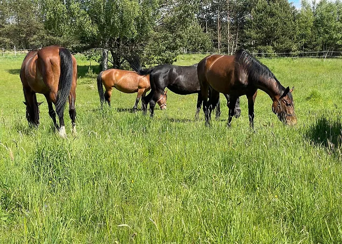 Lesny Zakatek Z Klimatyzacja * Wielki Bartel